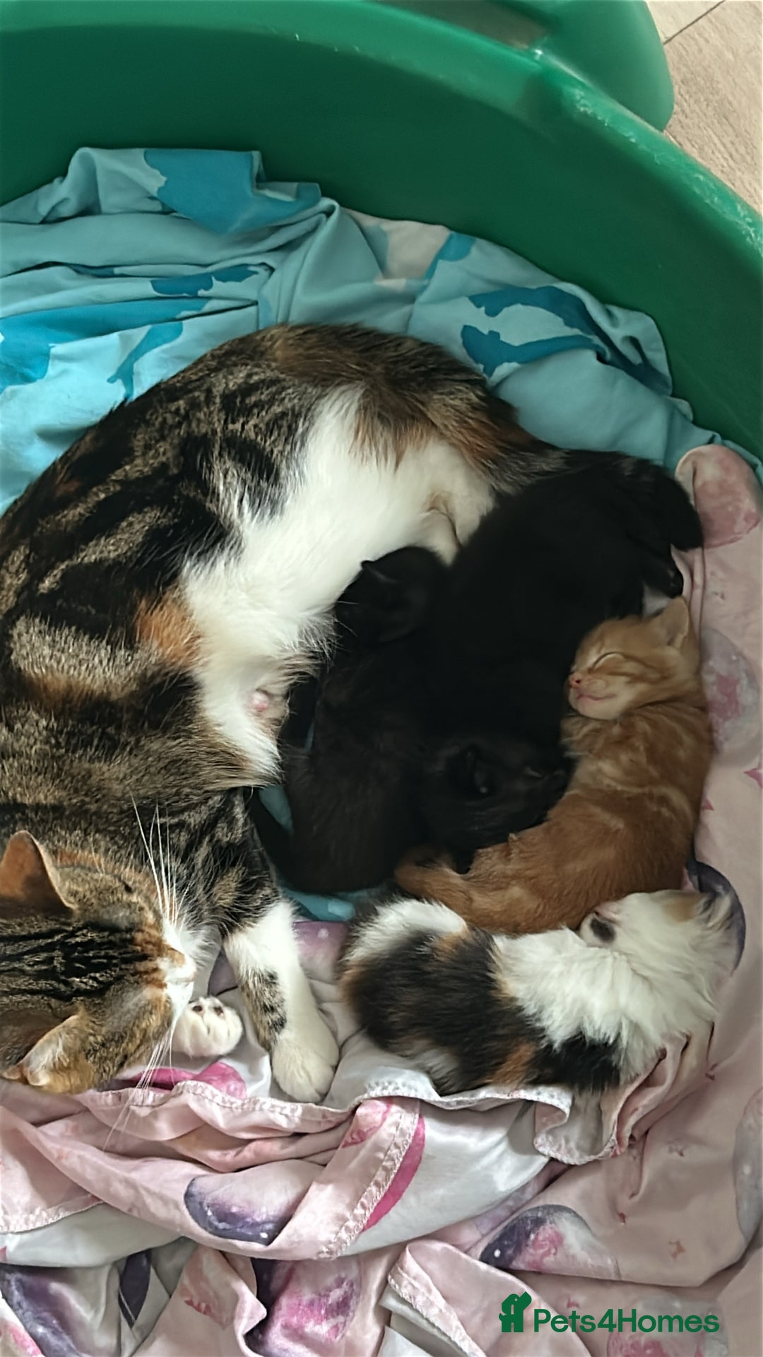 Mixed Breed cats for sale: Kittens ready for new homes  - Image 2