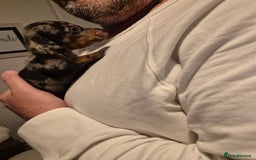 Miniature Dachshund dogs for sale: ❤️ 🐕 Miniature Dachshunds  - Image 8