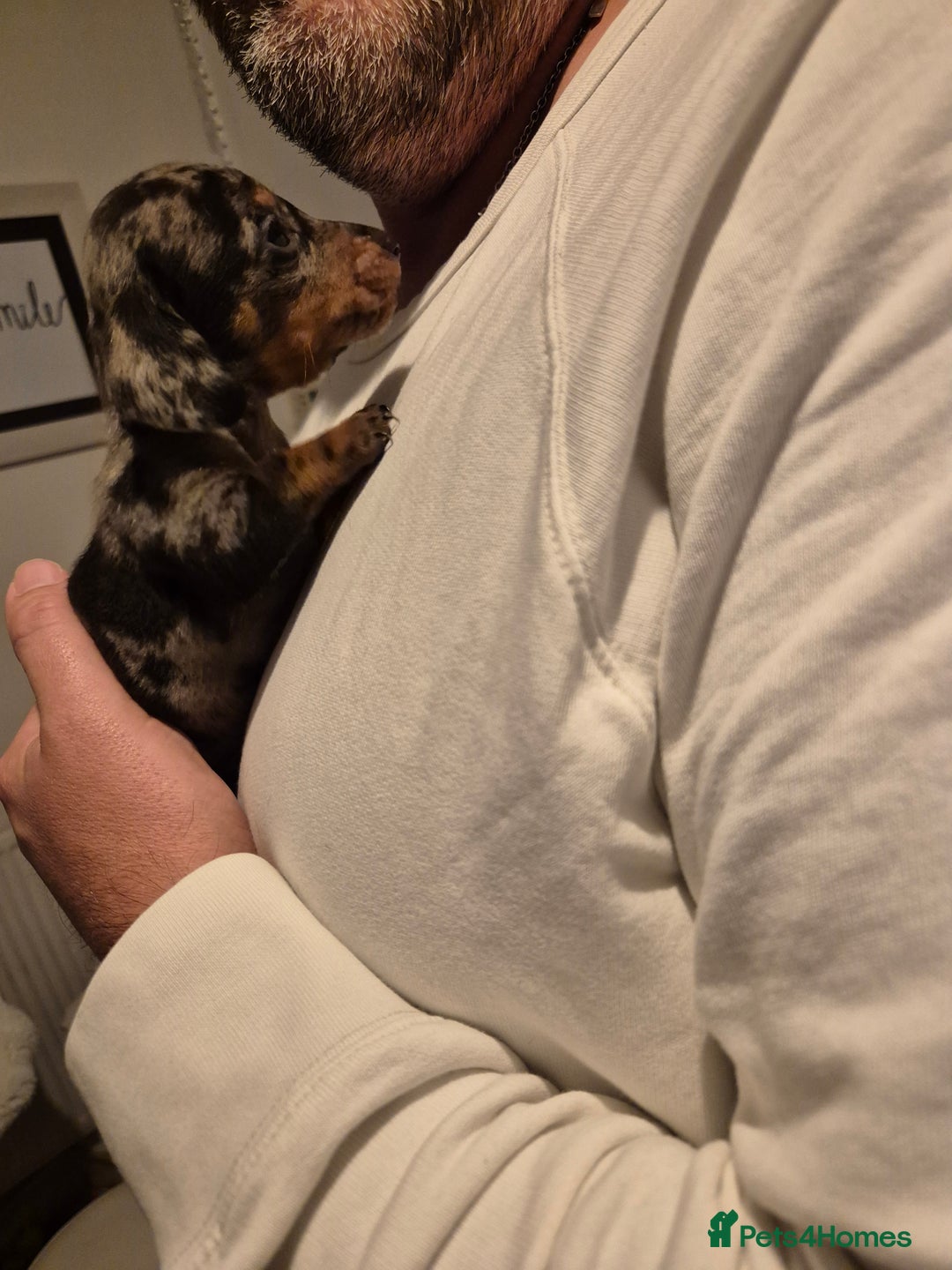 Miniature Dachshund dogs for sale: ❤️ 🐕 Miniature Dachshunds  - Image 8