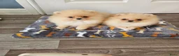 Pomeranian dogs for sale: Pom puppies - Advert 4