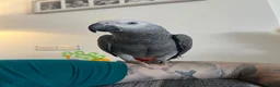 Parrots birds for sale: Talking African Grey “Gizmo” – 1 Year Old - Advert 4