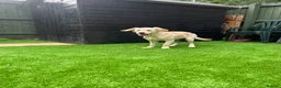 Golden Retriever dogs for sale: KC REGISTER GOLDEN RETRIEVERS PUPPIES - Advert 10