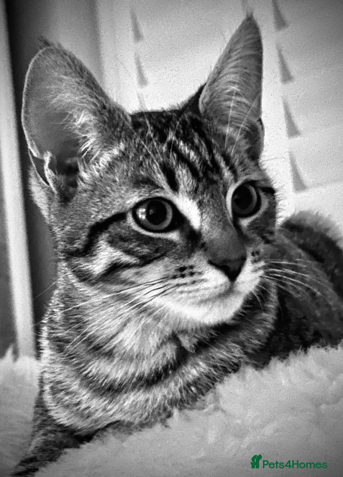 Mixed Breed cats Handsome Freddie - Advert 1