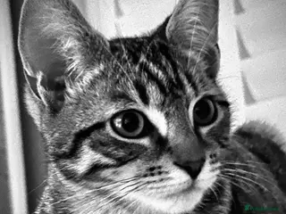 Mixed Breed cats Handsome Freddie - Advert 1