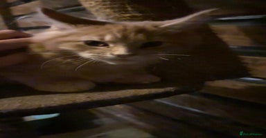 Maine Coon cats Maine Coon pedigre XL - Advert 9