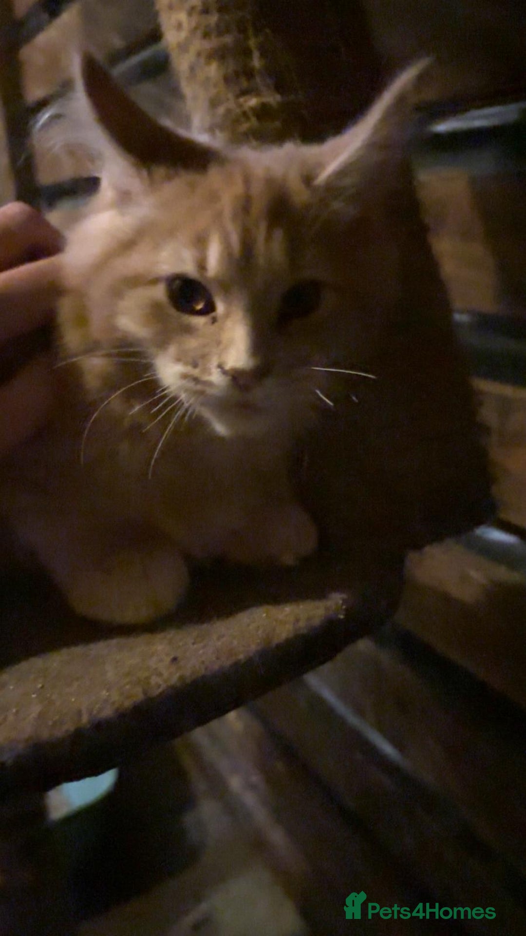 Maine Coon cats for sale: Maine Coon pedigre XL - Advert 2