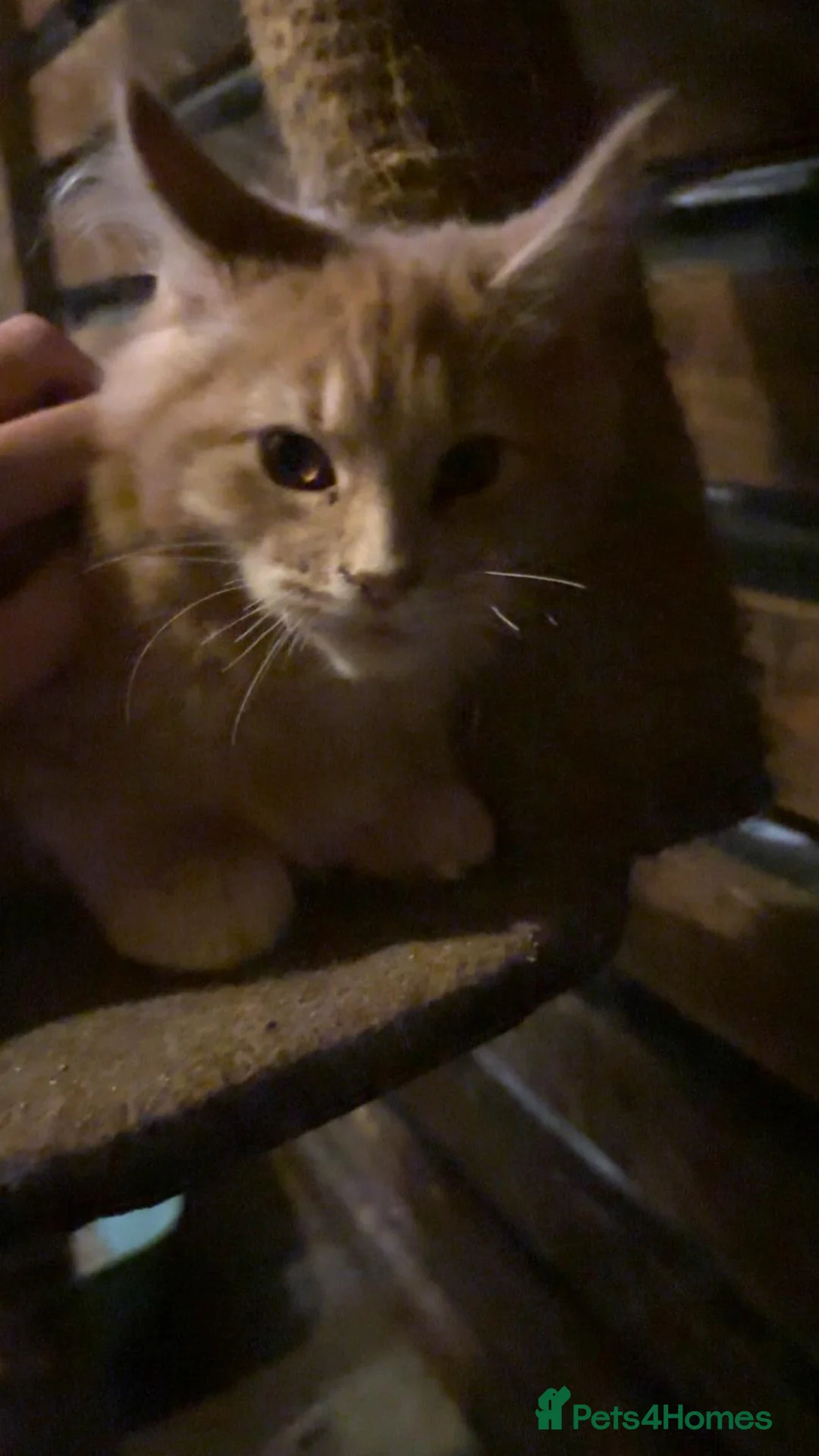 Maine Coon cats for sale: Maine Coon pedigre XL - Advert 2