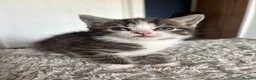 Mixed Breed cats for sale: Mixed breed Kittens in Chelmsford - Advert 6