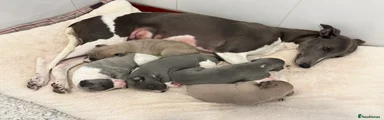 Whippet 3- fawn with blue mask- bitch 