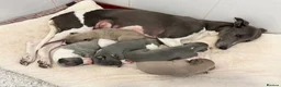 Whippet dogs for sale: Exceptional bred whippets for sale  in Stafford - Advert 14