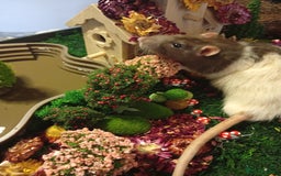 Ringnecks birds for sale: Male rats white and white and brown  - Image 2