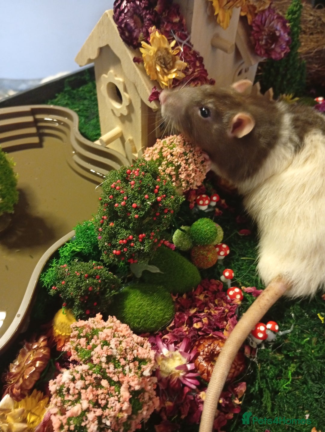 Ringnecks birds for sale: Male rats white and white and brown  - Image 2