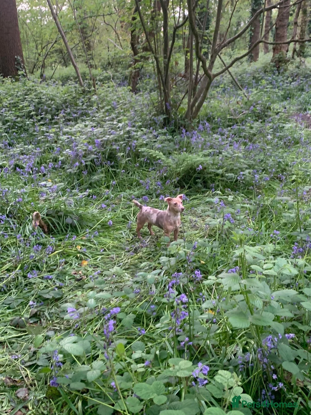 Jack Russell dogs for sale: Beautiful lilac merle Jack Russell  - Advert 1
