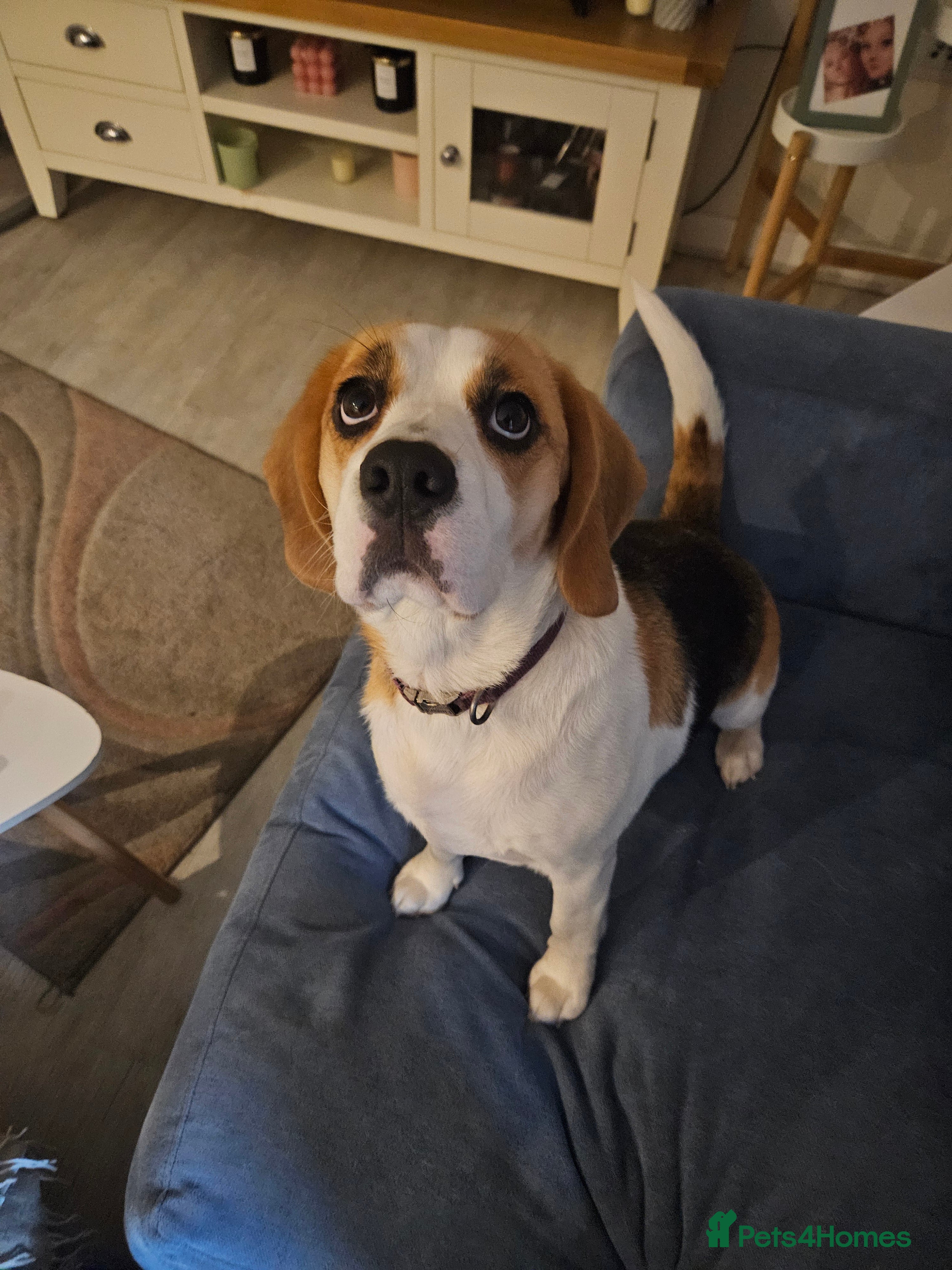 Beagle dogs Beautiful beagle girl - Advert 1