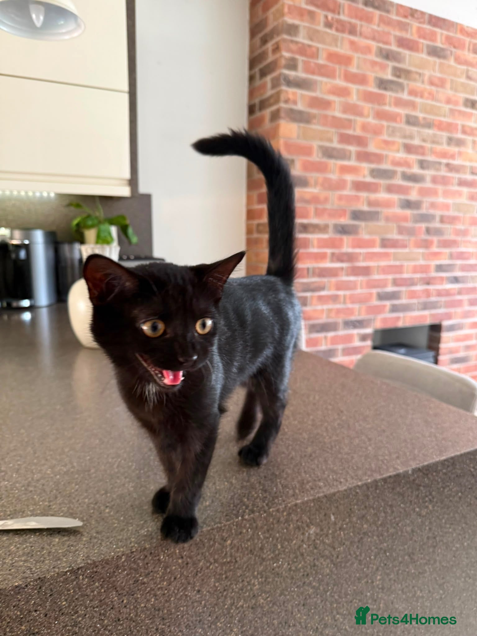 Mixed Breed cats 4 month old kitten for adoption  - Advert 1