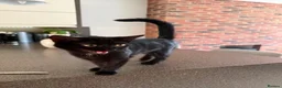 Mixed Breed cats for sale: 4 month old kitten for adoption  - Advert 1
