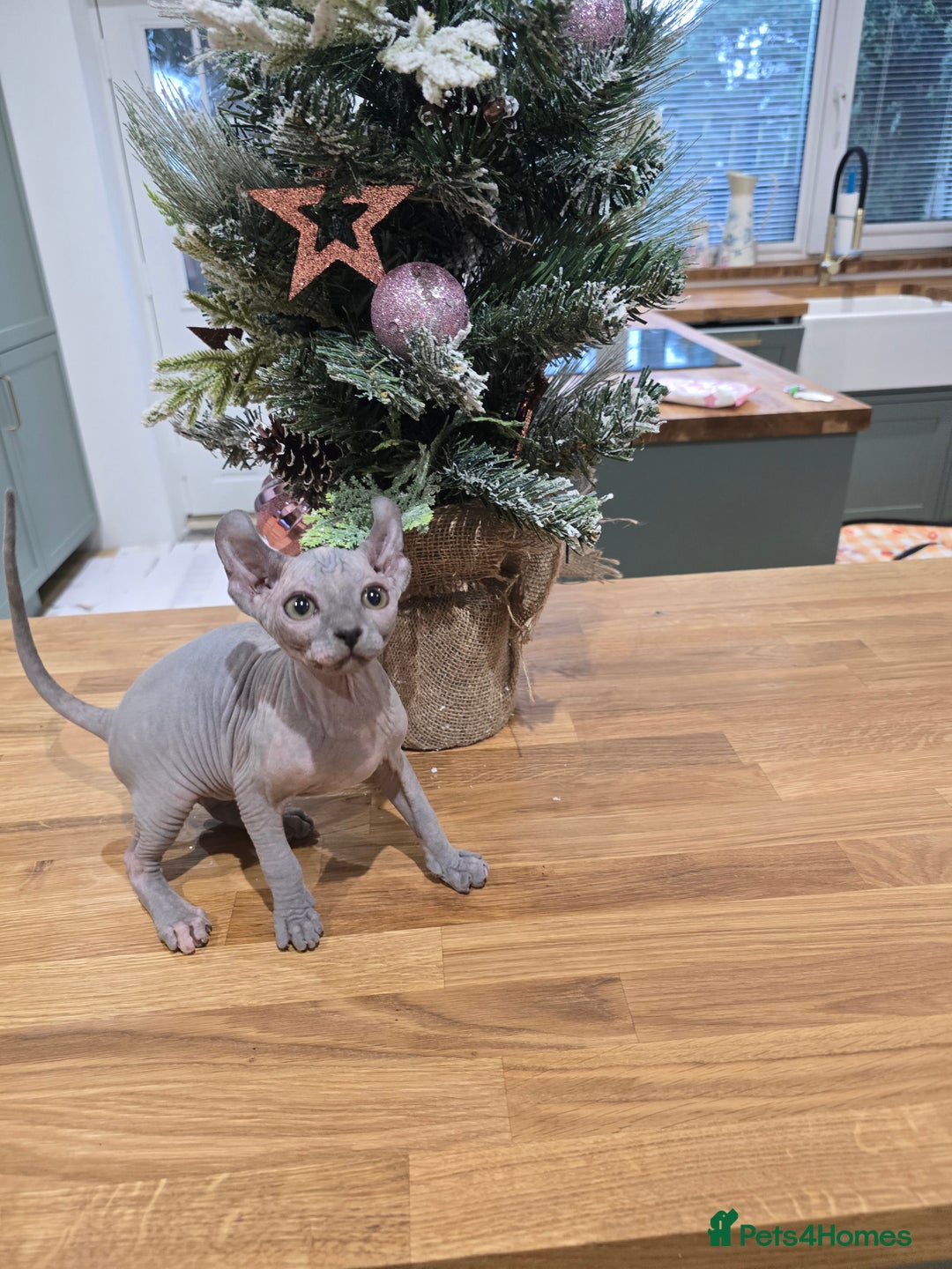 Sphynx cats for sale: 🌟 Stunning Sphynx & Elf Kittens  - Advert 5
