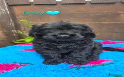 Russian Black Terrier dogs for sale: Russian Black Terrier  - Image 28