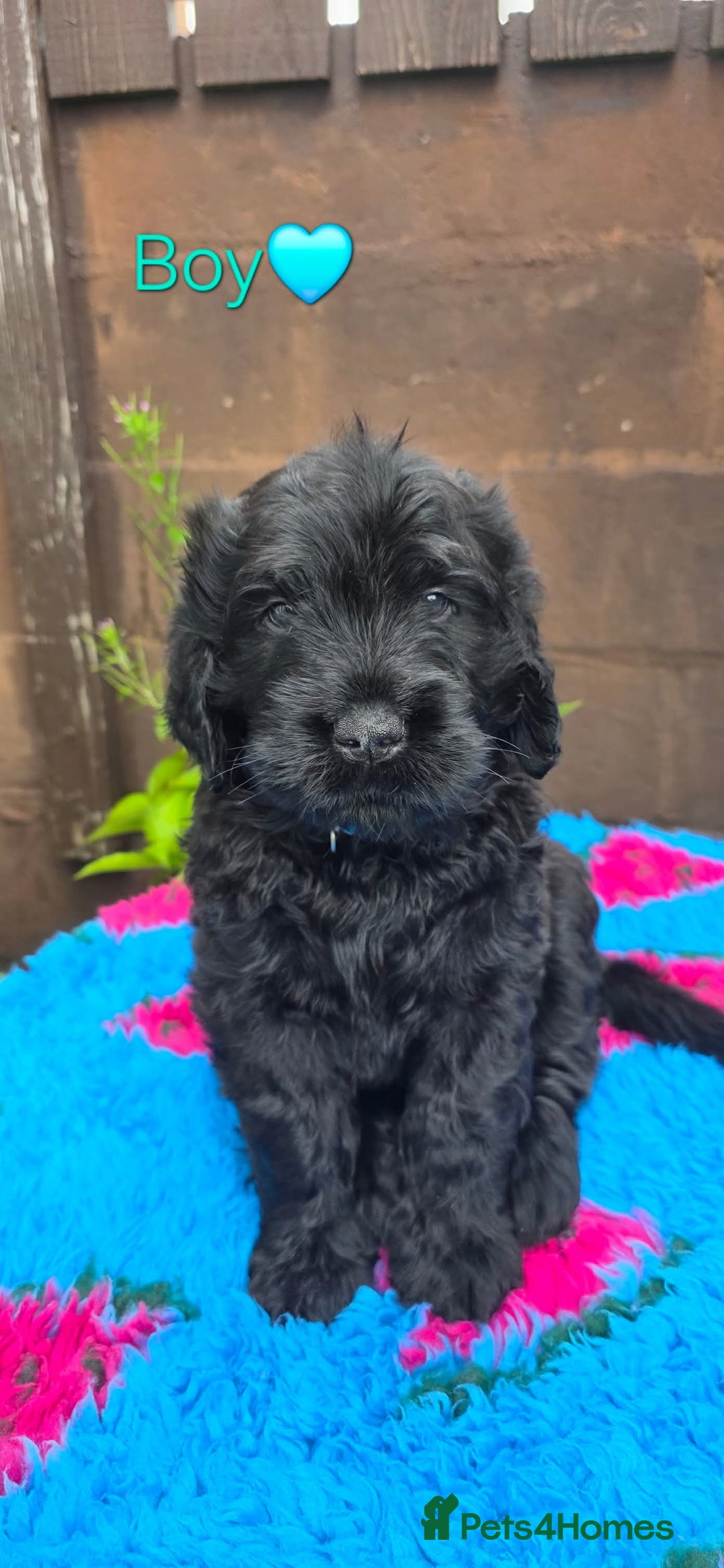Russian Black Terrier dogs for sale: Russian Black Terrier  - Image 28