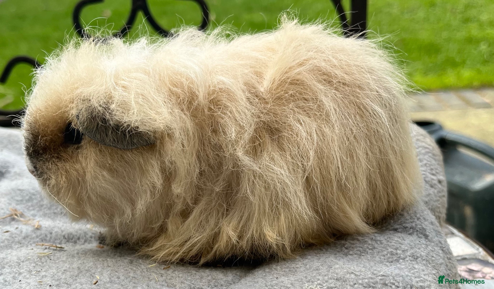 Guinea Pig rodents SOLD. - Advert 7