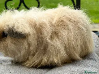 Guinea Pig rodents SOLD. - Advert 7