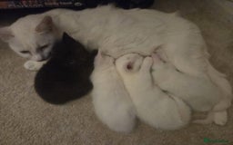 Mixed Breed cats for sale: 4 beautiful kittens ready in 2 weeks  - Image 6