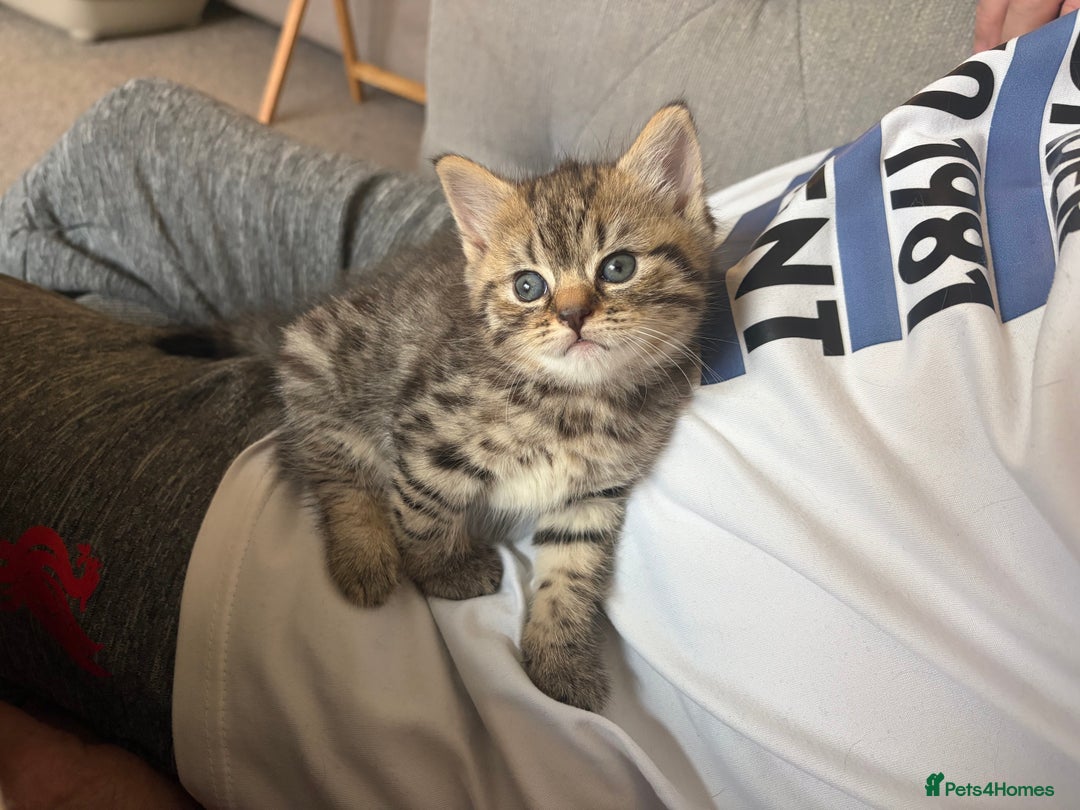 British Shorthair cats for sale: One little BSH X boy available.  - Image 8
