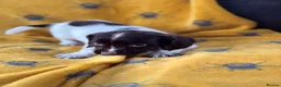 English Springer Spaniel dogs for sale: ENGLISH SPRINGER SPANIEL PUPS  - Advert 7