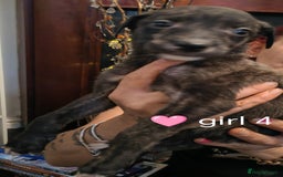 Mixed Breed dogs for sale: Bull grey whippet - Image 6