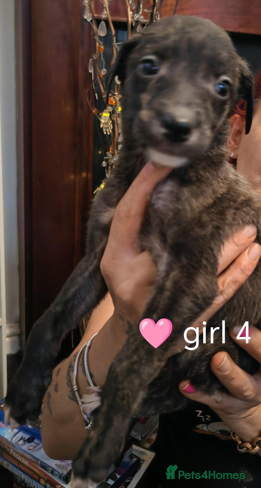 Mixed Breed dogs for sale: Bull grey whippet - Image 6