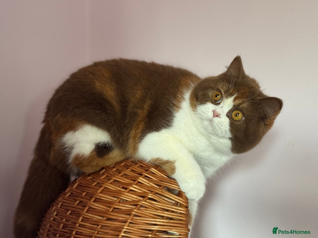 British Shorthair cats for sale: Beautiful cinnamon tortie white ticked TICA reg - Advert 5