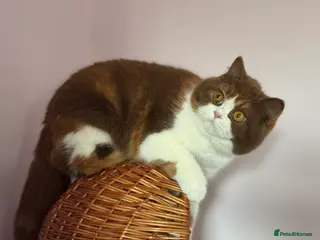 British Shorthair cats Beautiful cinnamon tortie white ticked TICA reg - Advert 17