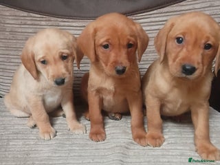 Labrador Retriever dogs Labrador puppies - Advert 1