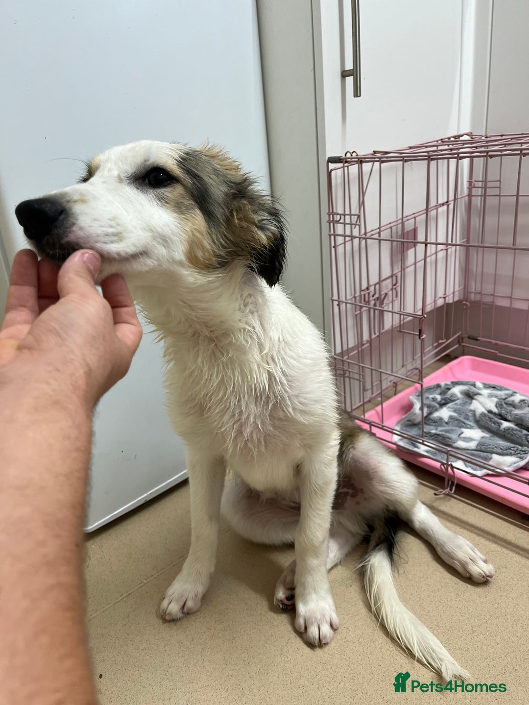Border Collie dogs for sale: 3 border collie pups - Image 5
