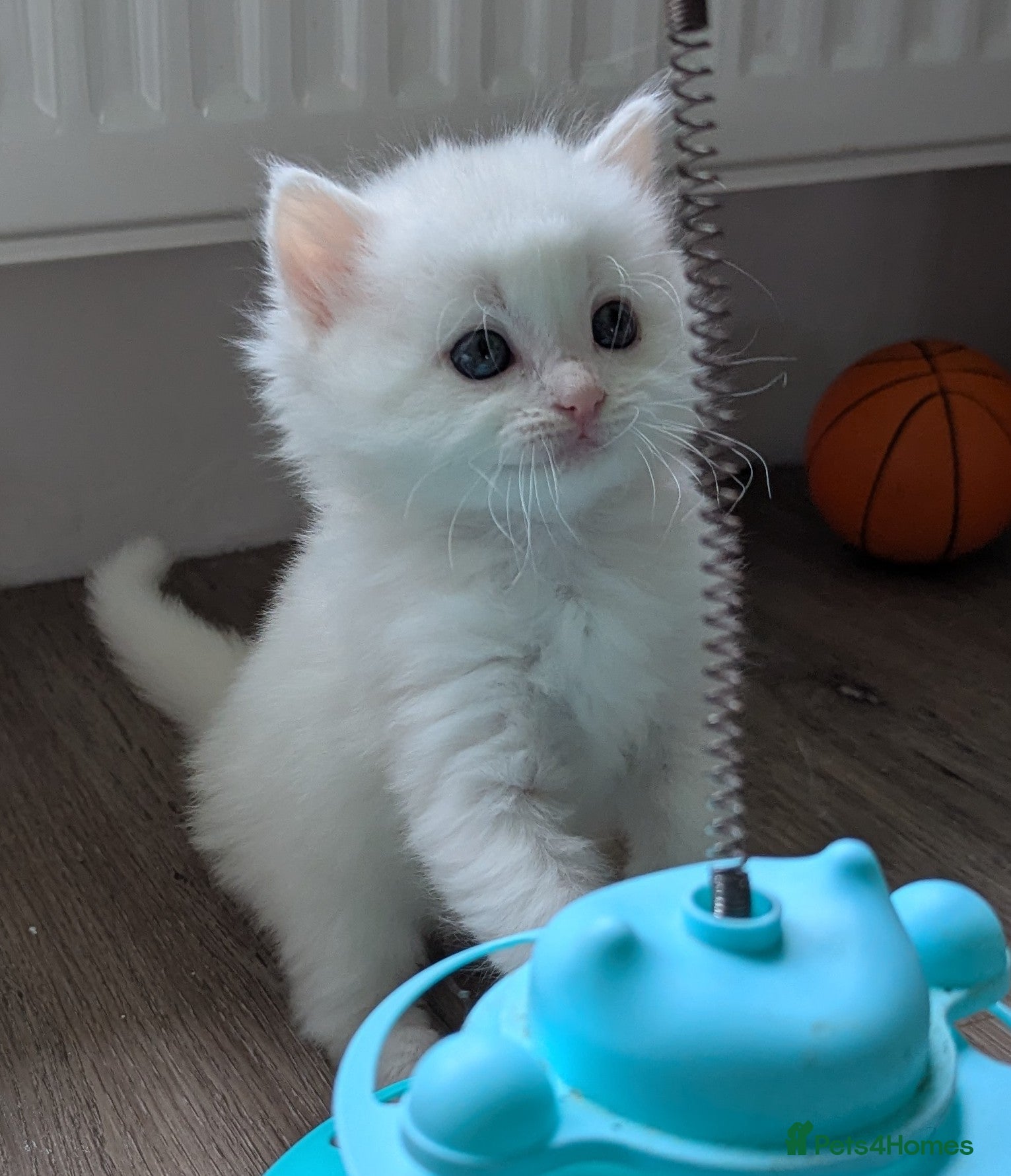 Ragdoll cats Ragdoll kittens  - Advert 14