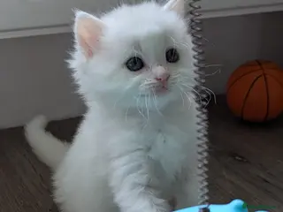 Ragdoll cats Ragdoll kittens - Advert 14