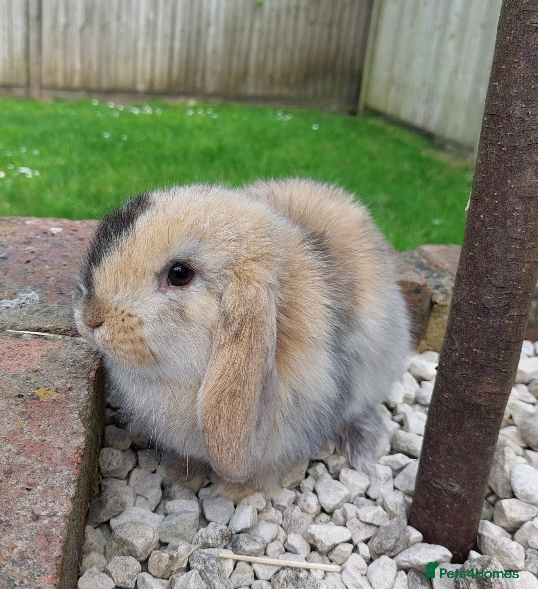 Mini Lop rabbits Baby mini lop rabbits *LAST ONE* - Advert 18