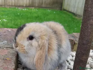 Mini Lop rabbits Baby mini lop rabbits *LAST ONE* - Advert 1
