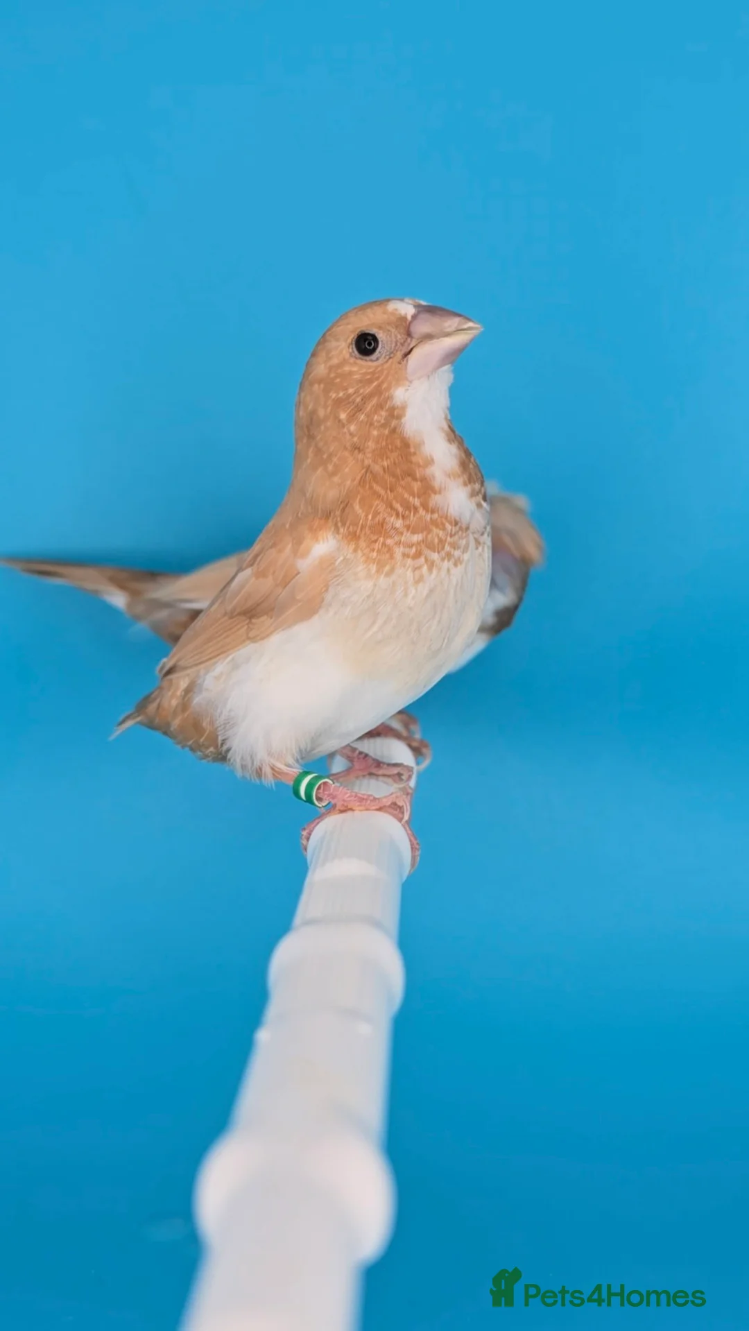 Finches birds for sale: Bengalese finches  - Advert 5