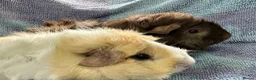 Guinea Pig rodents for sale: Gorgeous Pair Of Female Guinea Pigs Available - Advert 3