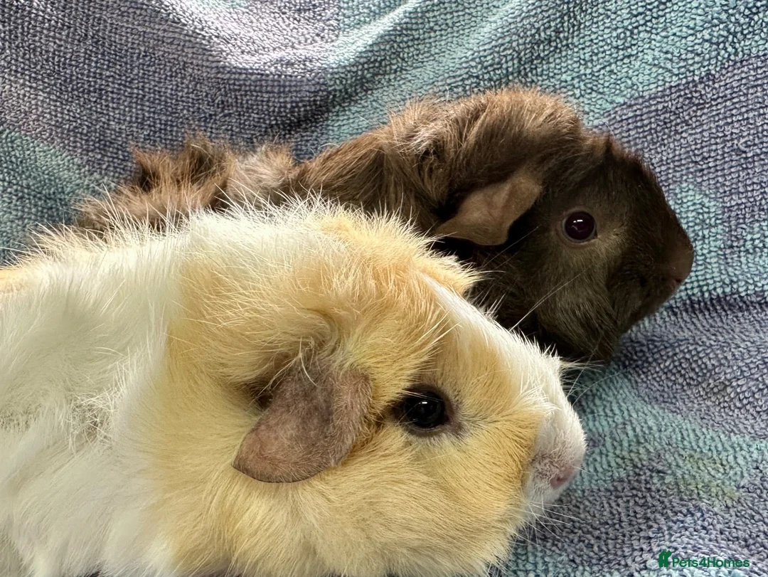 Guinea Pig rodents for sale: Gorgeous Pair Of Female Guinea Pigs Available - Advert 3