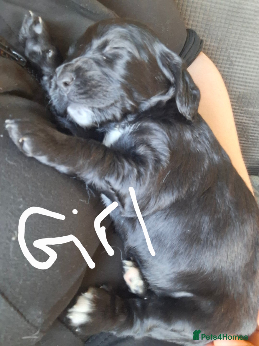 Cockapoo dogs for sale: 2boys 2 girls  - Advert 3