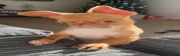 Chihuahua dogs for sale: Two merl boys - Advert 6
