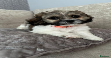 Mixed Breed dogs - Advert 10
