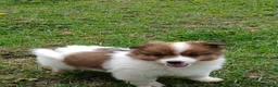 Jack Russell dogs for sale: 4 left jack Russel puppies 5 girls 1 boy £550  - Advert 9