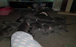 Staffordshire Bull Terrier dogs for sale: Beautiful blue Staffordshire bull terrier puppies  - Image 7