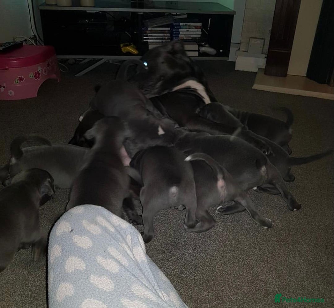 Staffordshire Bull Terrier dogs for sale: Beautiful blue Staffordshire bull terrier puppies  - Image 7