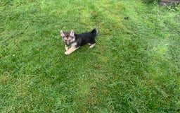 Shepsky dogs for sale: Shepski puppies in Liverpool - Image 4