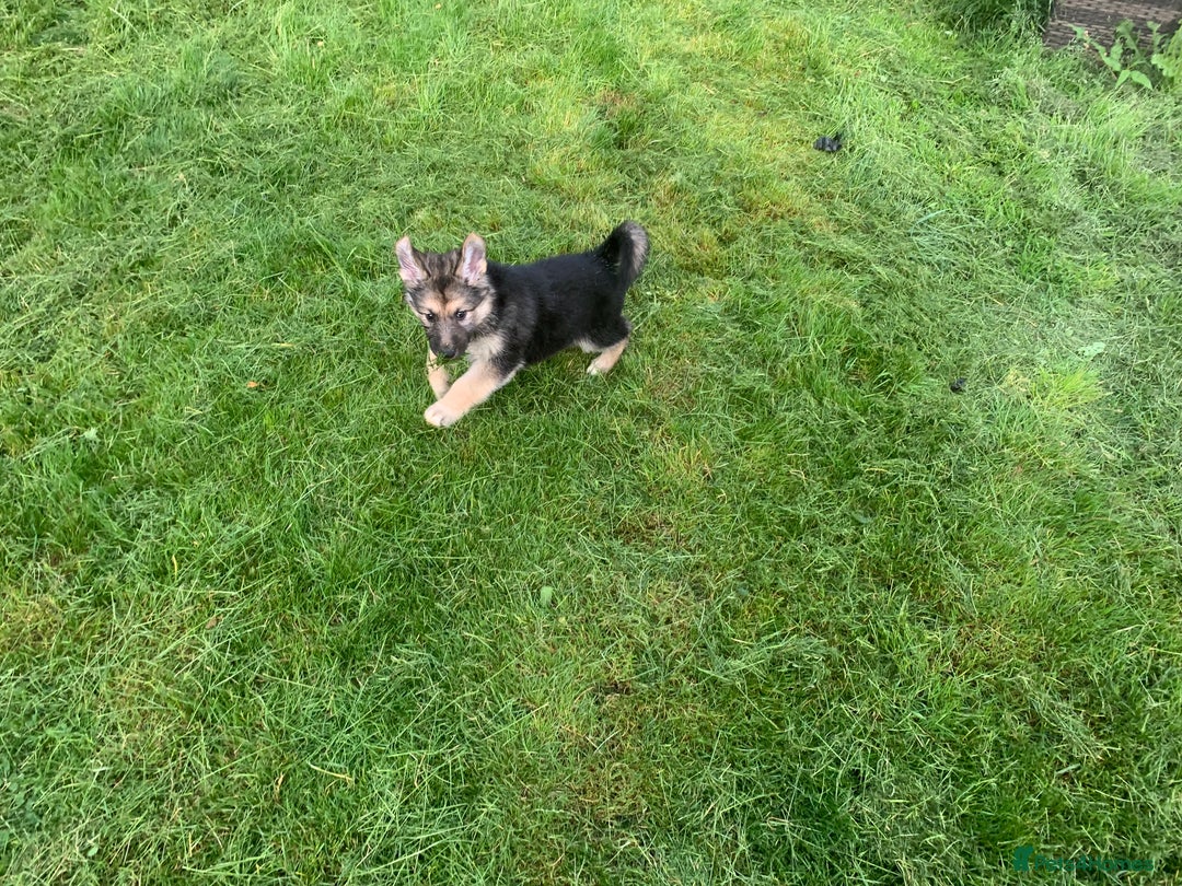 Shepsky dogs for sale: Shepski puppies in Liverpool - Image 4