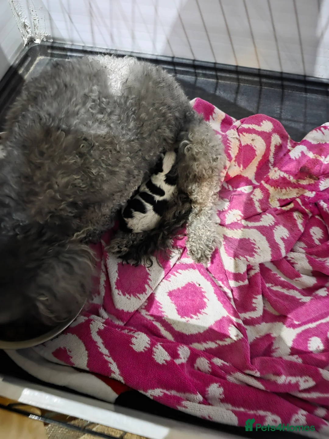 Cavapoo dogs for sale: 1 stunning boy F1 cavapoo  in Doncaster - Advert 8